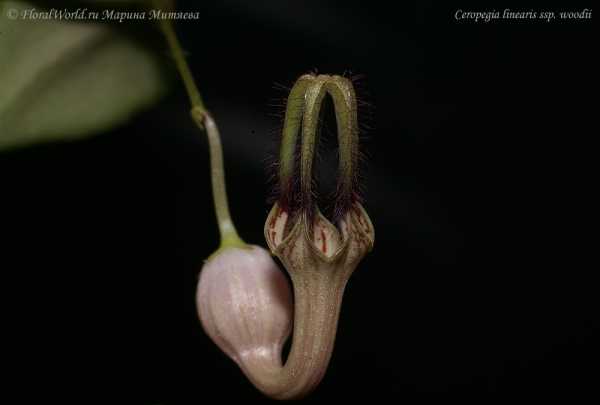 Ceropegia linearis ssp. woodii
Раскрылся цветок
Ключевые слова: Ceropegia linearis ssp. woodii фото цветок бутон