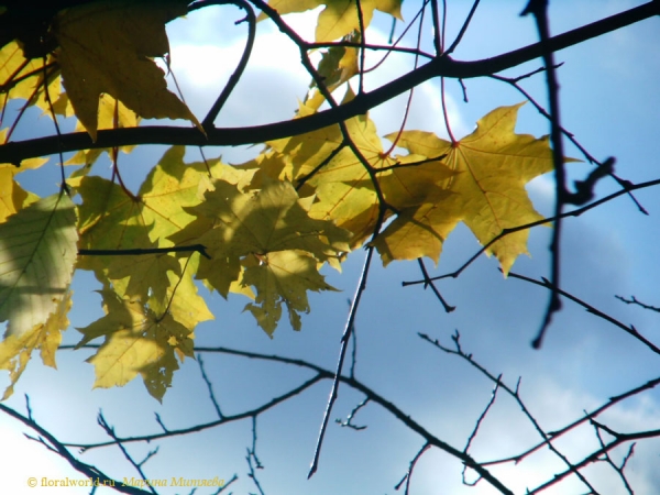 Осенний клен
Ключевые слова: осень клен фото листья