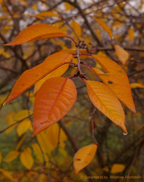 Осенняя вишня
Ключевые слова: листья вишня фото осень