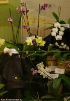 7_stend_orchids-1.jpg