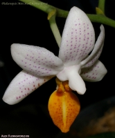 Phalaenopsis_Mini_Mark_Mariya_Teresa_2-2.jpg