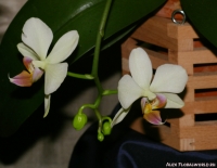 Phalaenopsis_hybr_2-6.jpg