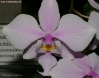 Phalaenopsis_schilleriana_2-1.jpg