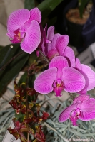 Phalaenopsis_sp_2-1.jpg