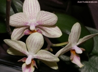 Phalaenopsis_sp_2-3.jpg