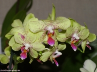 Phalaenopsis_sp_2-5.jpg