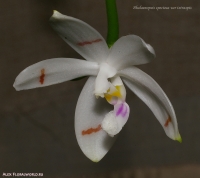 Phalaenopsis_speciosa_var_tetraspis_2-1.jpg
