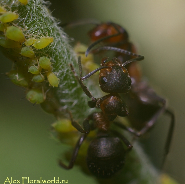 Муравьи охраняют тлю
Ключевые слова: муравьи тля фото