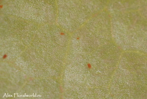 Листья стрептокарпуса, поврежденные красным клещиком.
Ключевые слова: стрептокарпус клещик