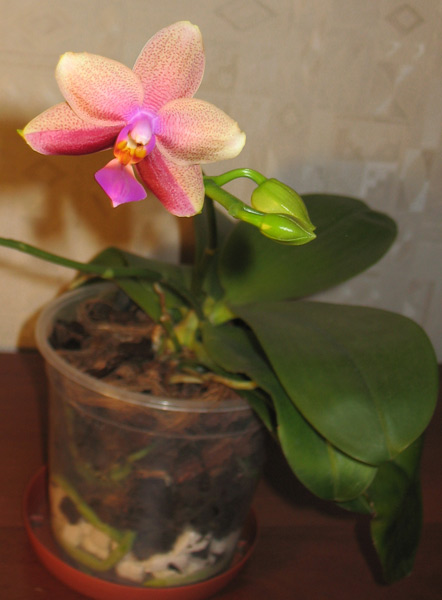 Phalaenopsis Liodora