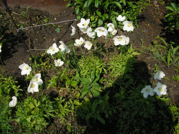 Белые цветочки
