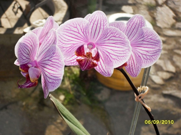 Ключевые слова: орхидея фаленопсис