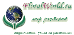 FloralWorld.ru —    