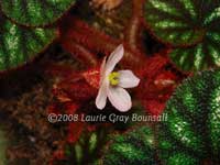 Фото цветка Бегонии разноцветной