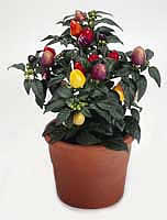 Паслен (Solanum) - Комнатные растения Буква «П» - цветочный портал Ваш Сад!