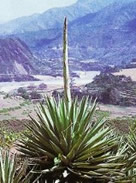 Фото цветущей агавы