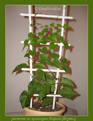 Анредера сердцелистная (Anredera cordifolia)