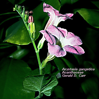 Фото азистазии гангетика (Asystasia gangetica)