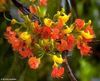 цветы Кастаноспермума австралийского