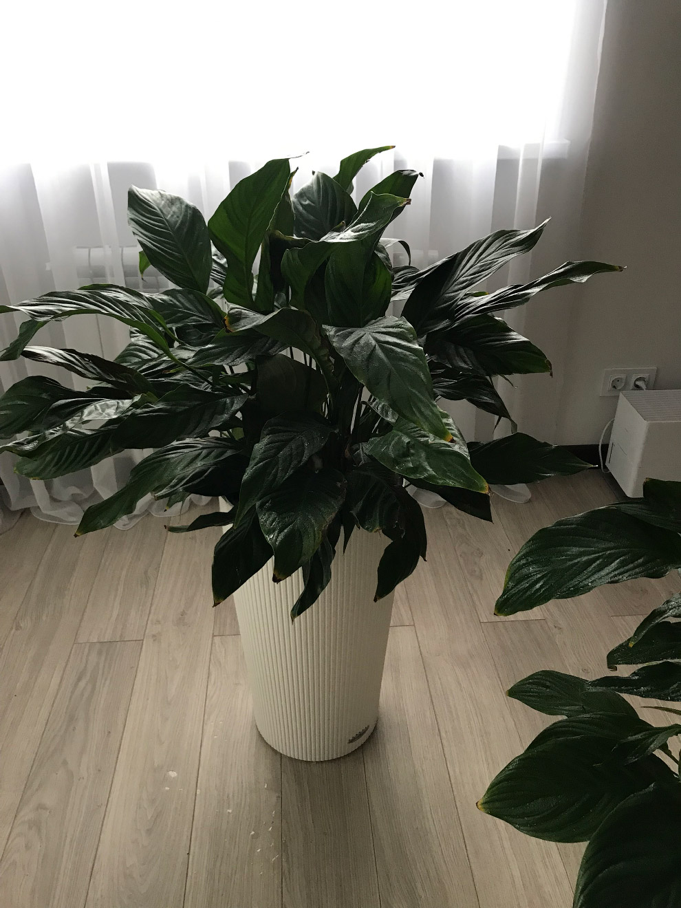 Спатифиллум (Spathiphyllum), трудности при выращивании - Страница 75