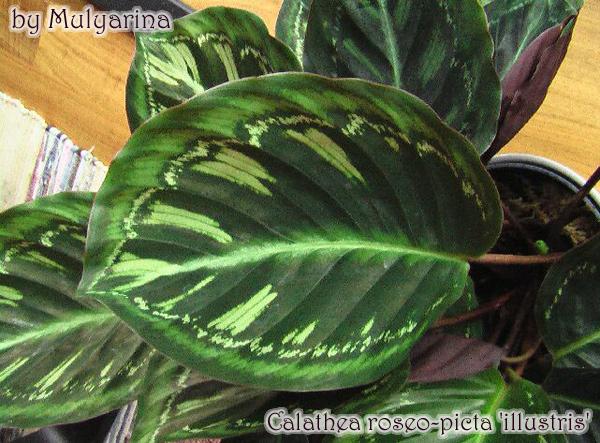 Calathea roseo-picta cv. illustris
Фото и растение из коллекции Mulyarina
Ключевые слова: Calathea roseo-picta illustris
