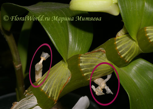 Отцветшие цветоносы
Тема на форуме о [url=http://floralworld.ru/forum/index.php?topic=823.0]гибридах Дендробиума благородного (Dendrobium nobile hybrids)[/url]
Ключевые слова: Dendrobium nobile hybrids
