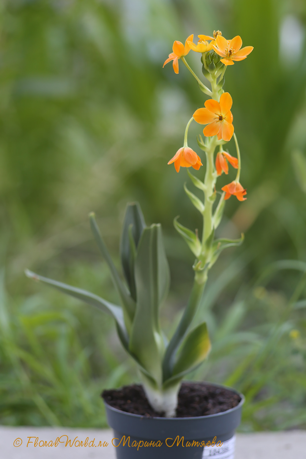 Птицемлечник, Индийский лук, Адский корень, Брандушка - Ornithogalum -  Страница 5