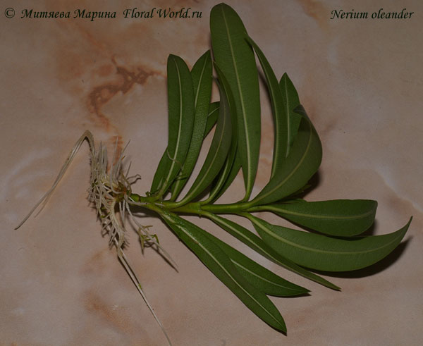 черенок Nerium oleander
Ключевые слова: Nerium oleander
