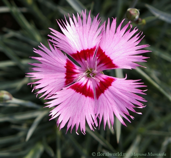 Прекрасная гвоздика (Dianthus L.)
Ключевые слова: цветы гвоздика Dianthus фото
