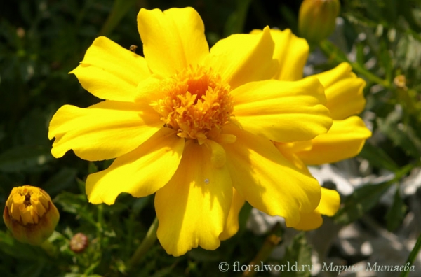 Солнышко (Tagetes lemmonii)
Ключевые слова: Бархатцы тагетес Tagetes фото цветы