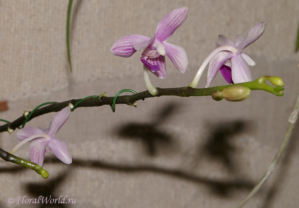Phalaenopsis 
Ключевые слова: Phalaenopsis фото