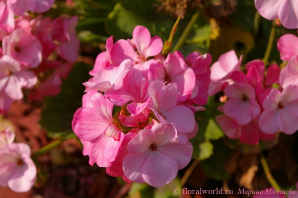 Розовая герань  (Geranium)
Ключевые слова: Розовая герань Geranium фото