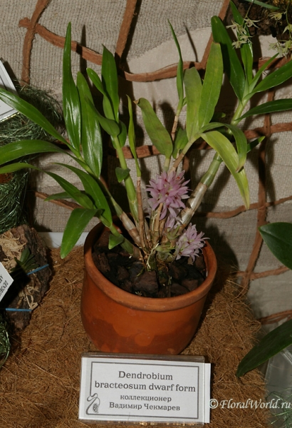 Dendrobium bracteosum draft form
Коллекционер Владимир Чекмарев
Ключевые слова: Dendrobium bracteosum draft form фото