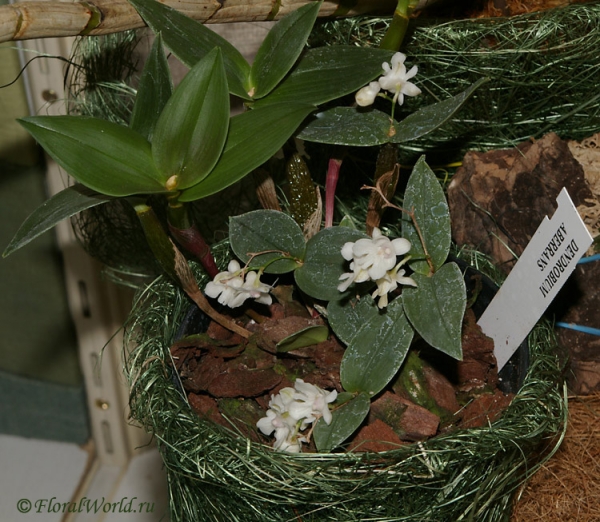 Dendrobium aberrans
Ключевые слова: Dendrobium aberrans фото