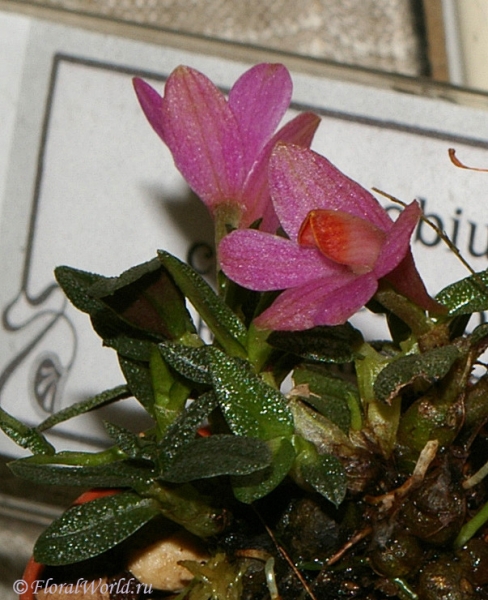 Dendrobium cuthbertsonii
коллекционер Ольга Изотова
Ключевые слова: Dendrobium cuthbertsonii фото