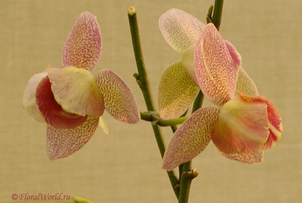 Phalaenopsis Peloric form
Ключевые слова: Phalaenopsis Peloric form фото