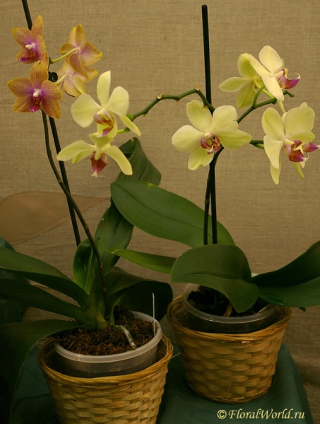 Phalaenopsis
Ключевые слова: Phalaenopsis фото