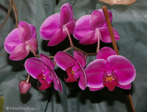 Phalaenopsis hybrid
Ключевые слова: Phalaenopsis hybrid фото