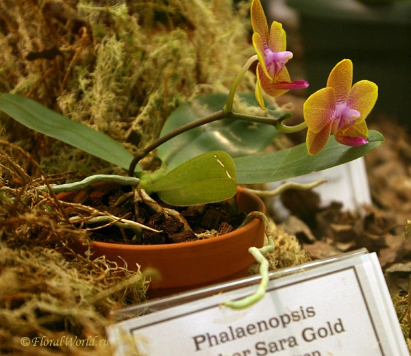 Phalaenopsis Brother Sara Gold
Ключевые слова: Phalaenopsis Brother Sara Gold фото