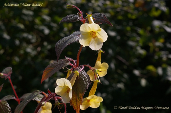 Achimenes cv Yellow Beauty
Ключевые слова: Achimenes cv Yellow Beauty