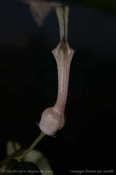 Ceropegia linearis ssp. woodii
Ключевые слова: Ceropegia linearis ssp. woodii фото цветок бутон
