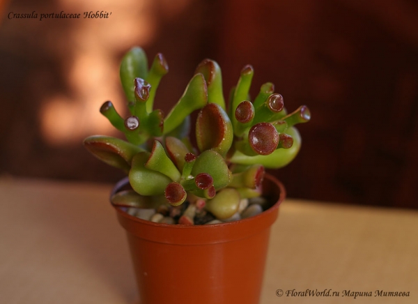 Crassula ovata cv. Gollum
Ключевые слова: Crassula_ovata_Gollum