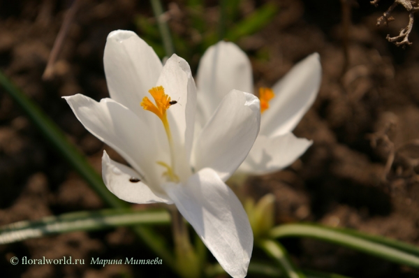 Крокус (Crocus)
Ключевые слова: Крокус  Crocus белый весна цветы