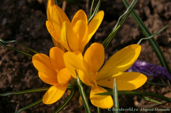 Солнечные лепестки
У этих крокусов такой теплый оранжево-золотистый цвет лепестков, любование ими в пасмурную погоду обязательно поднимет настроение.
Ключевые слова: Крокус  Crocus  весна цветы крокусы