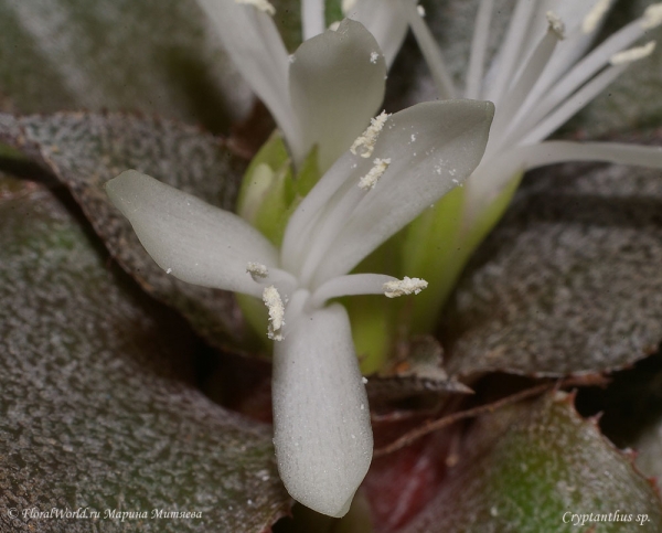 Cryptanthus sp.
Ключевые слова: Cryptanthus sp. фото цветок цветение
