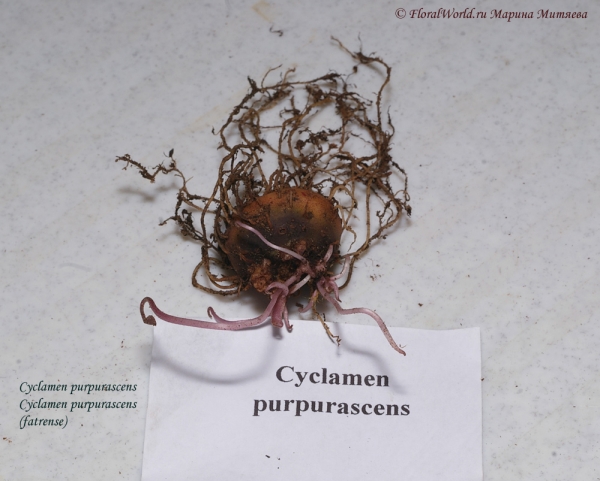 Cyclamen purpurascens  (fatrense)
Ключевые слова: Cyclamen purpurascens (fatrense)