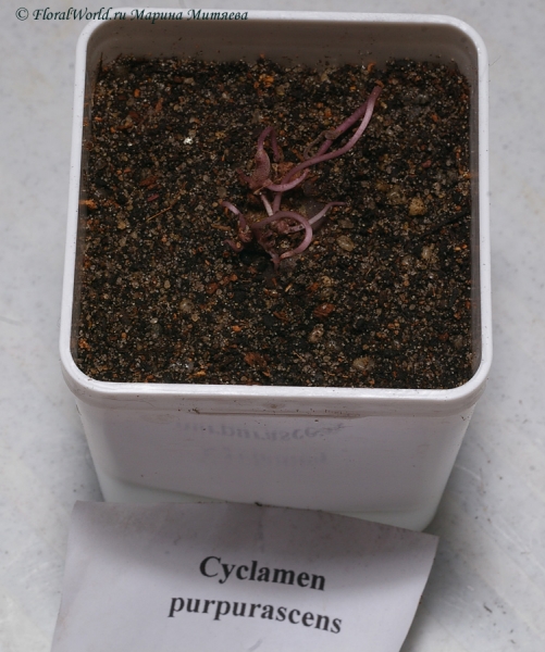 Cyclamen purpurascens  (fatrense)
Ключевые слова: Cyclamen purpurascens (fatrense)