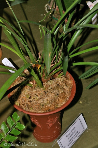 Cymbidium ensifolium
Коллекционер Немчинов Алексей.
Ключевые слова: Cymbidium ensifolium