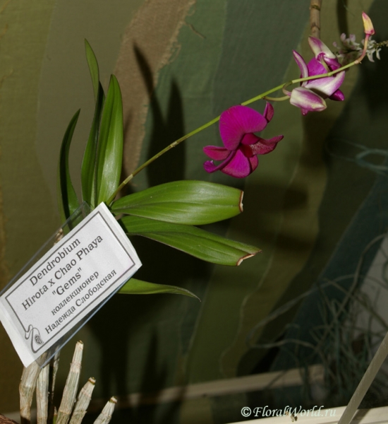 Dendrobium Hirota x Chao Phaya
Коллекционер Надежда Слободская
Ключевые слова: Dendrobium Hirota x Chao Phaya фото