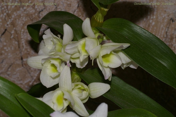 Dendrobium nobile ‘Starclass’
Ключевые слова: Dendrobium nobile Starclass фото